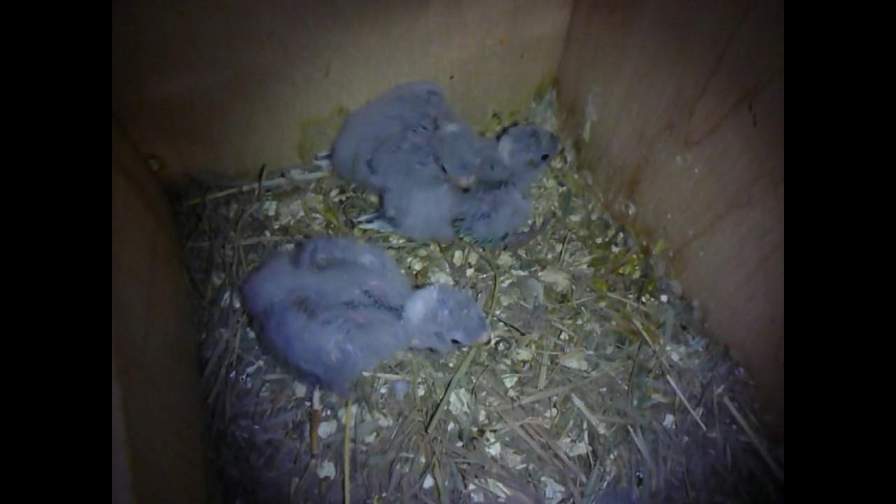 20170522 P0395 Baby Red Rumps