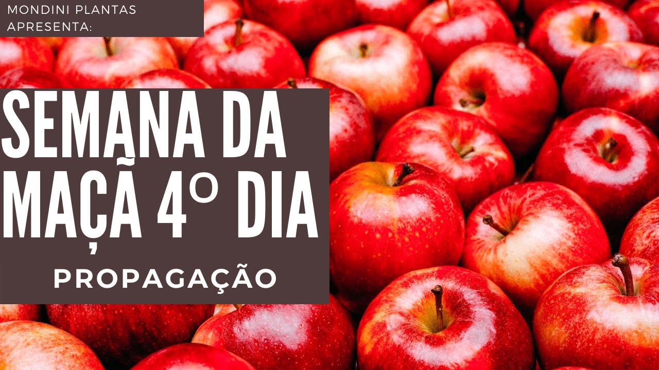 Mondini Plantas: semana da maçã dia 4- Propagação #shorts