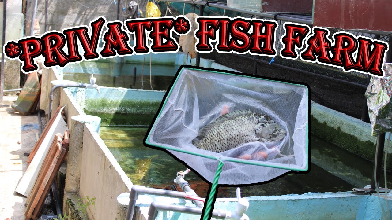 *PRIVATE* RARE CICHLID FISH FARM : Breeding & Growing of Wolf,Vieja Synspilum,Vieja Zonatus & More!