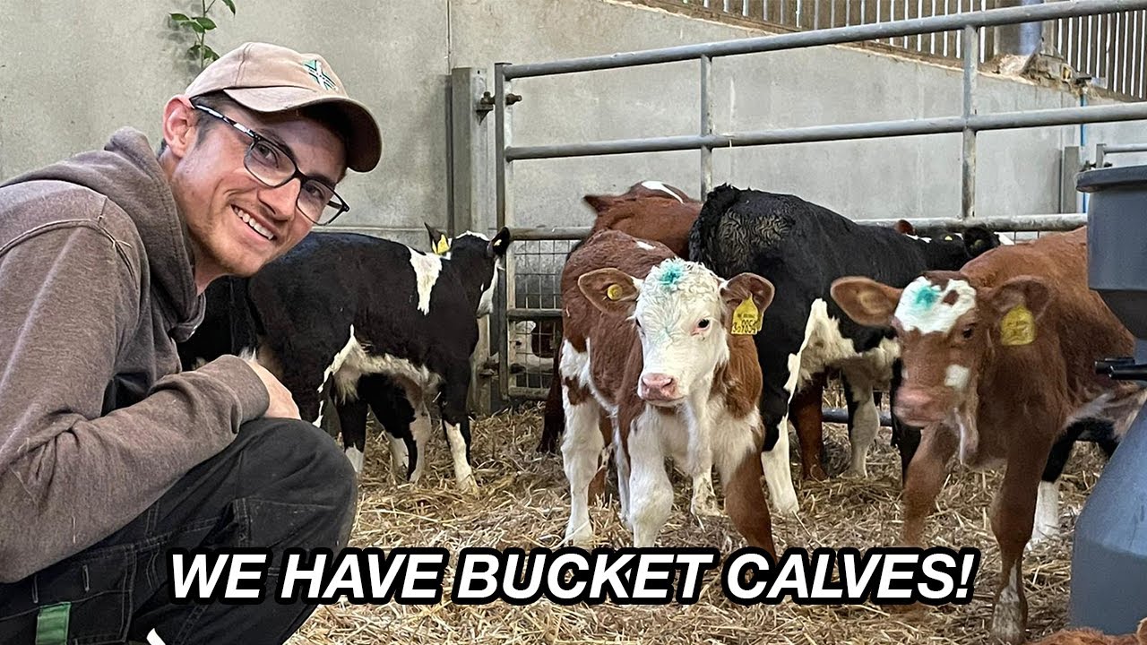 NEW CALVES ON THE FARM! GETTING SET UP FOR FEEDING!