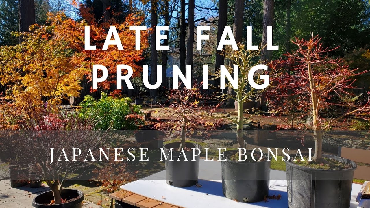 Japanese Maple Bonsai: Late Fall Pruning (Episode 2)