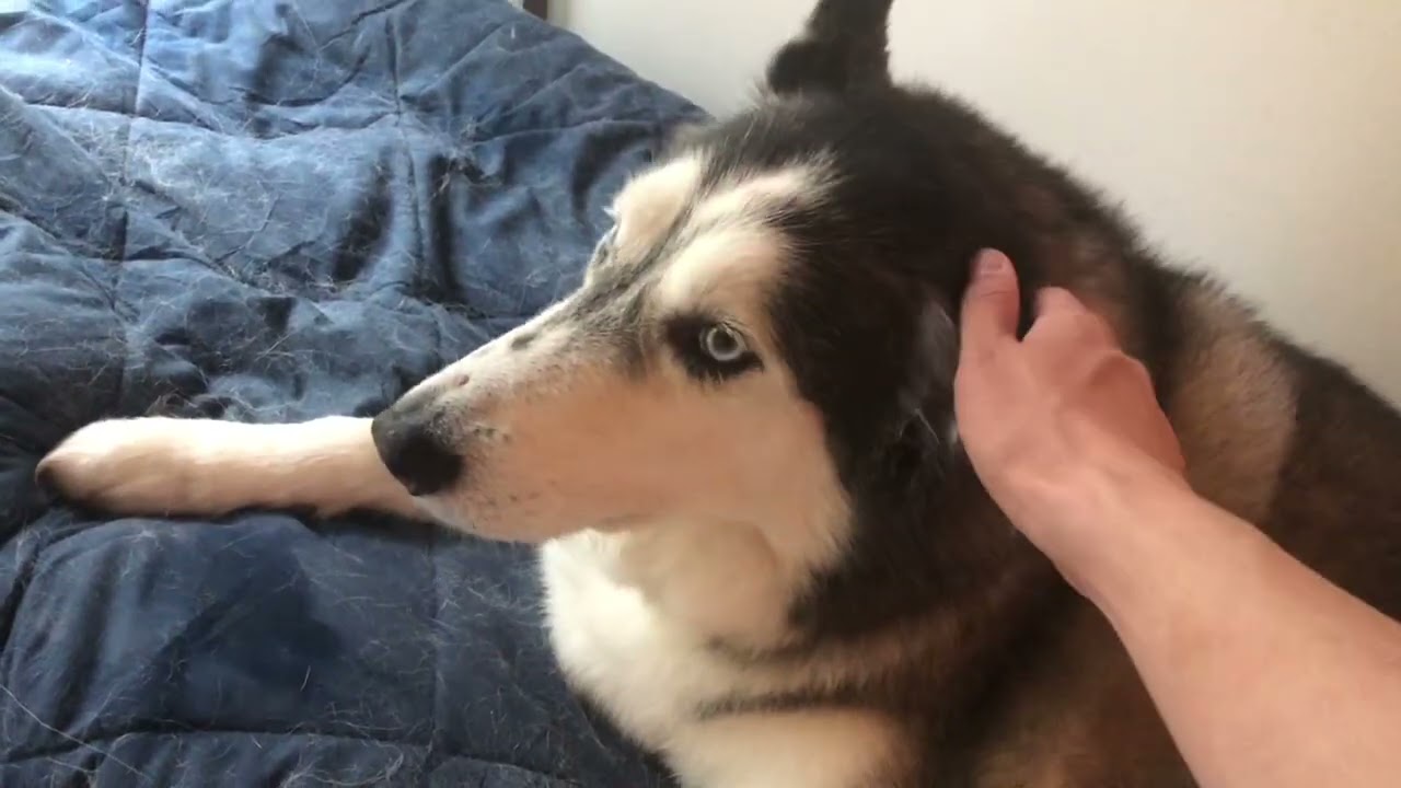 Spending time petting my Goodest boy 