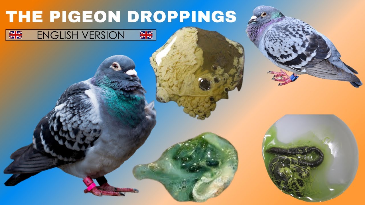 The pigeon droppings 🇬🇧 ENGLISH VERSION 🇺🇸