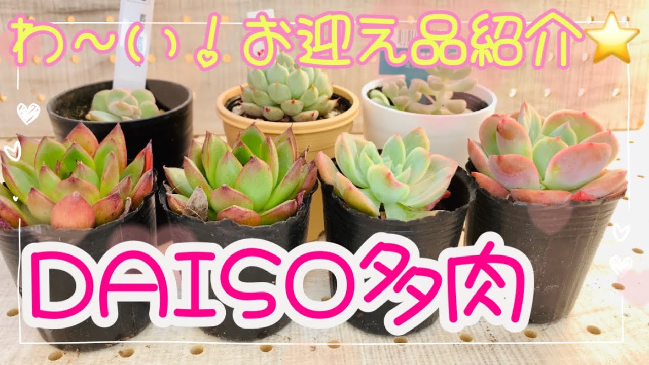【多肉植物】#69 お迎え品紹介！DAISO多肉も♪