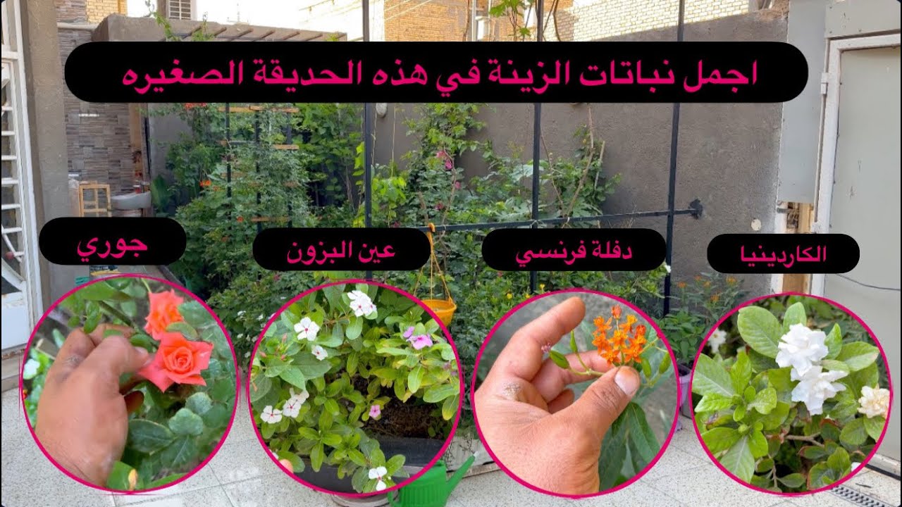 اغرب النباتات في حديقة الجار ابو احمد الخزرجي تعالوا نستمتع باجمل النباتات
