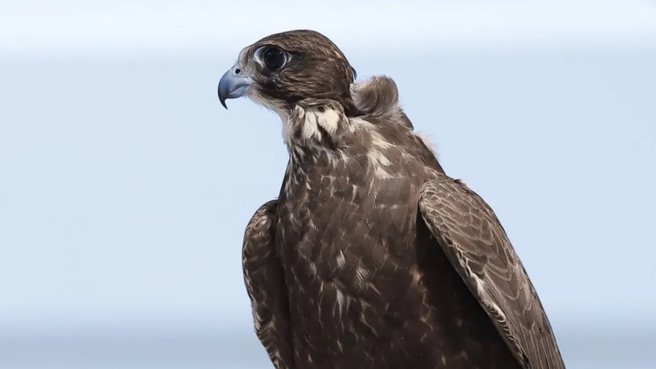 مزاد ناري لفرخ أدهم منغولي في مزاد نادي الصقور في السعودية2025 ب650.000 الف ريال