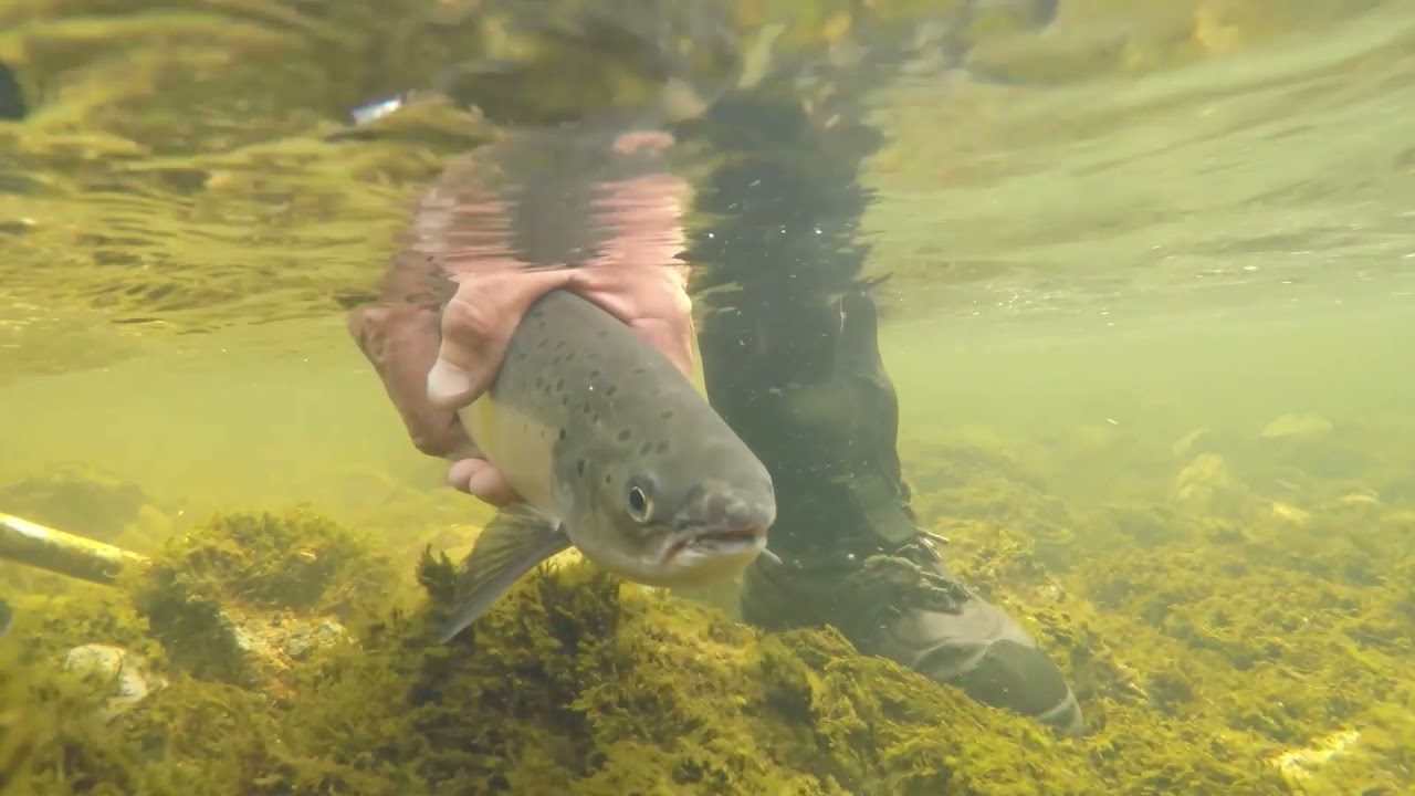 Galway Fishery Documentary