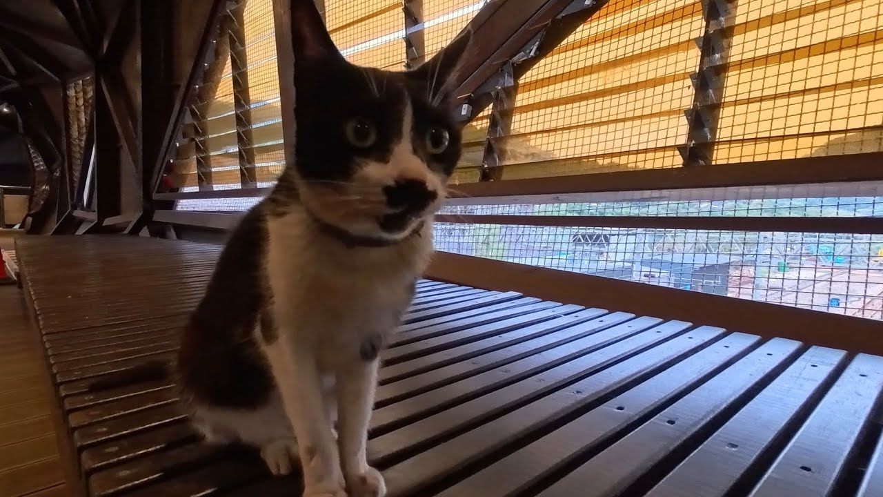 Это что, кот-NPC, которого я нашла на улице...? 😹