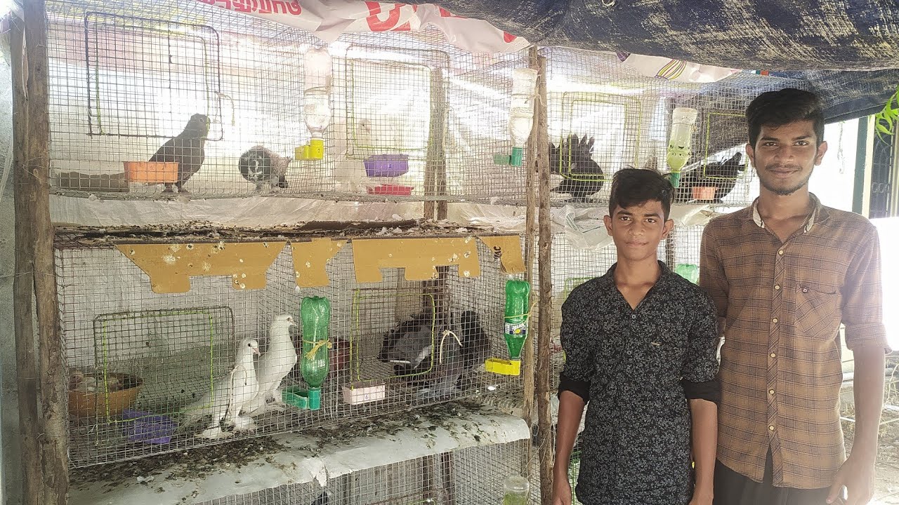 Rijaz bai cage | fancy pigeon cage | sha pet world