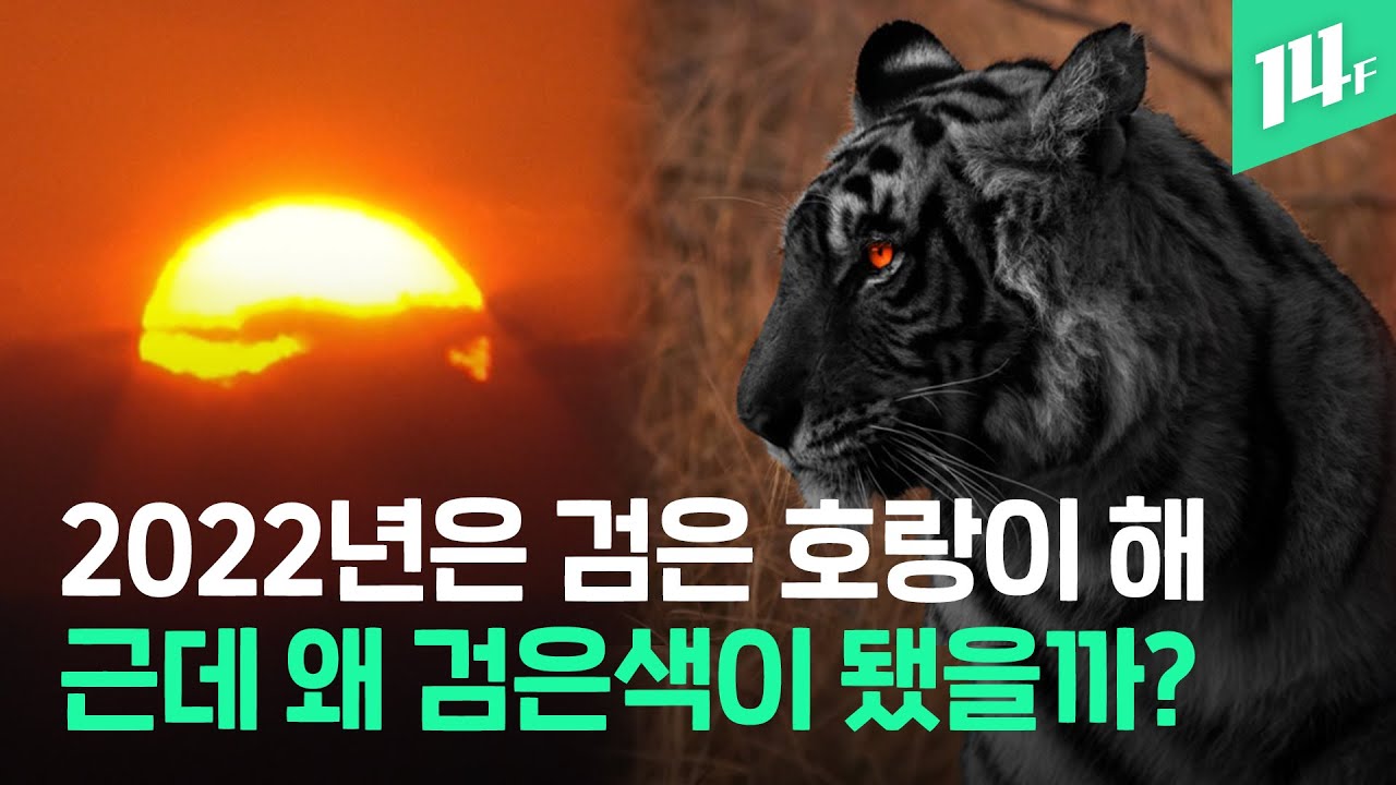 2022년 임인년은 왜 &lsquo;검은 호랑이&rsquo;?...새해 상징하는 동물 색깔, 어떻게 정해지는걸까? / 14F