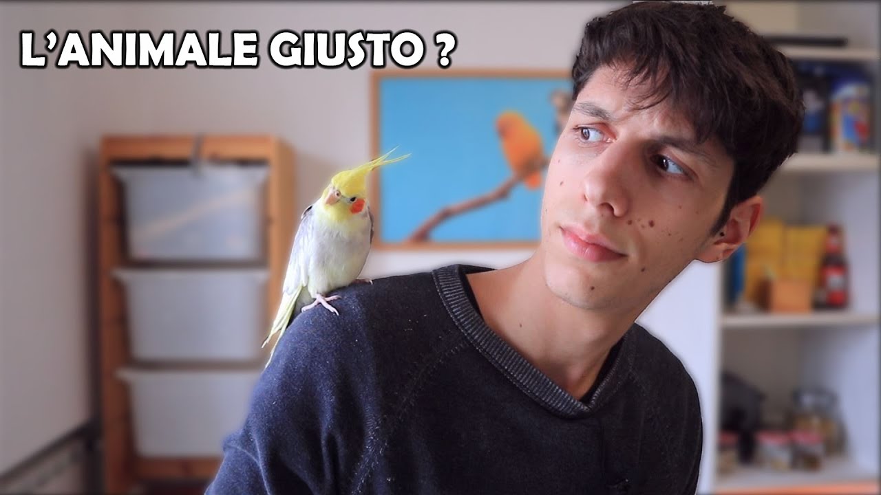 Il PAPPAGALLO è l'ANIMALE GIUSTO PER TE ? // Parliamo di Pappagalli