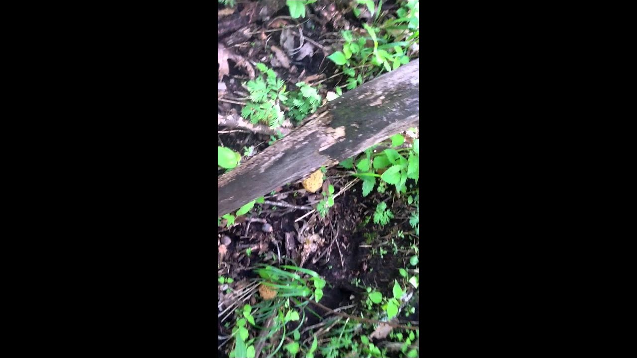 Blond morels Motherload