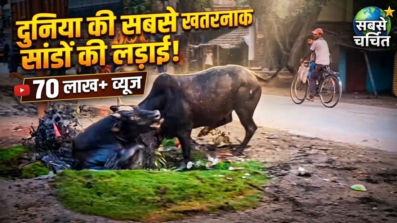 There was chaos in the market due to the fierce fight between two bulls, Bulls fight in market #bulls #fight