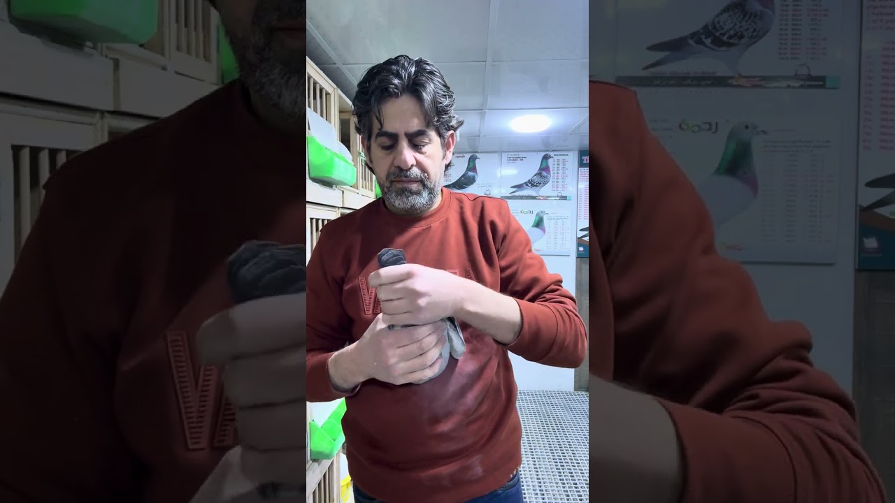 زوج حمام مميز مرسلات من لوفت احمد ابو شعر الى البطل حسين طالب من لبنات