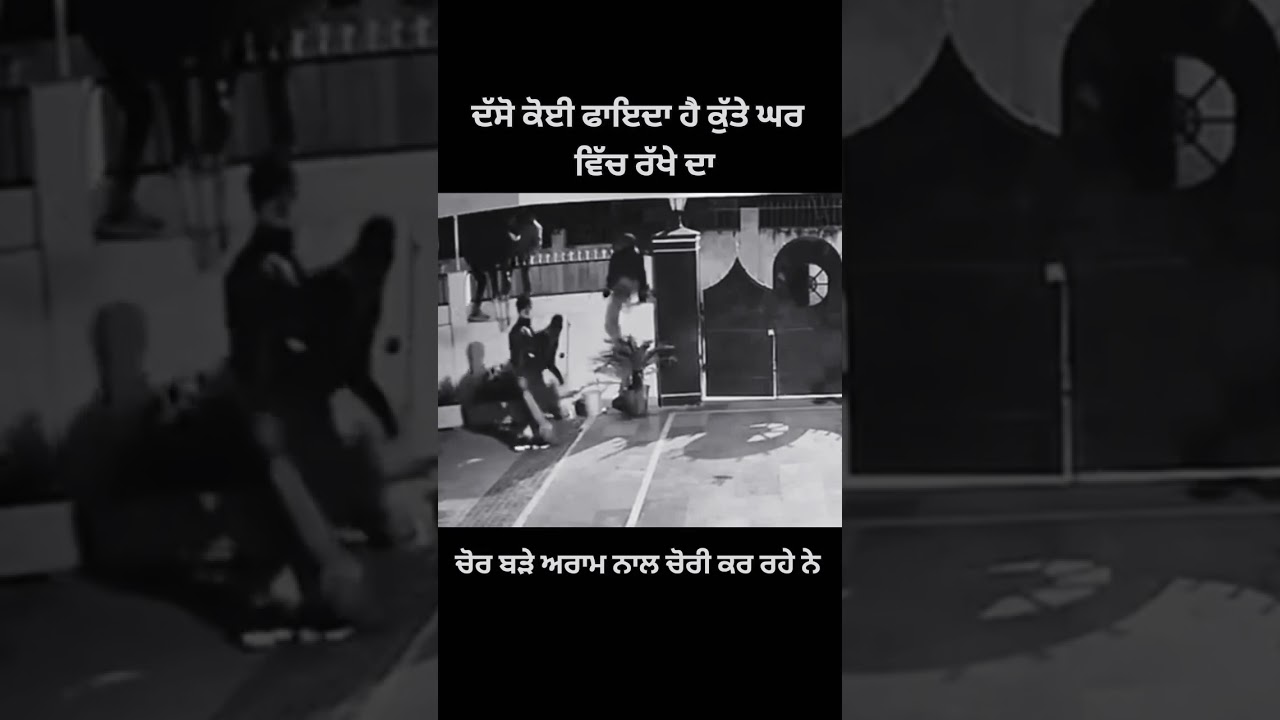 kutte v chora to dar gae eh aa punjab da hal shere kardo subscribe kardo like kar 