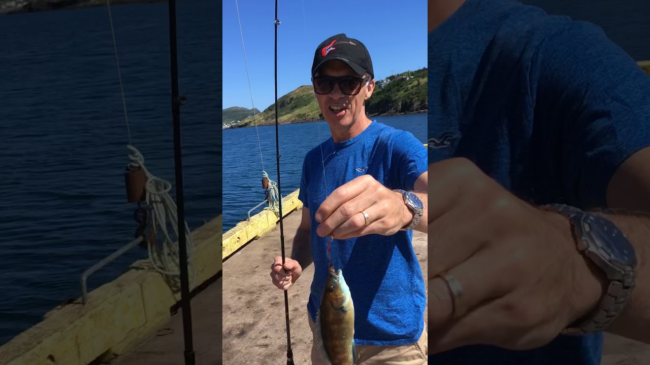 Pier fishing for Blue Perch in Placentia Bay!