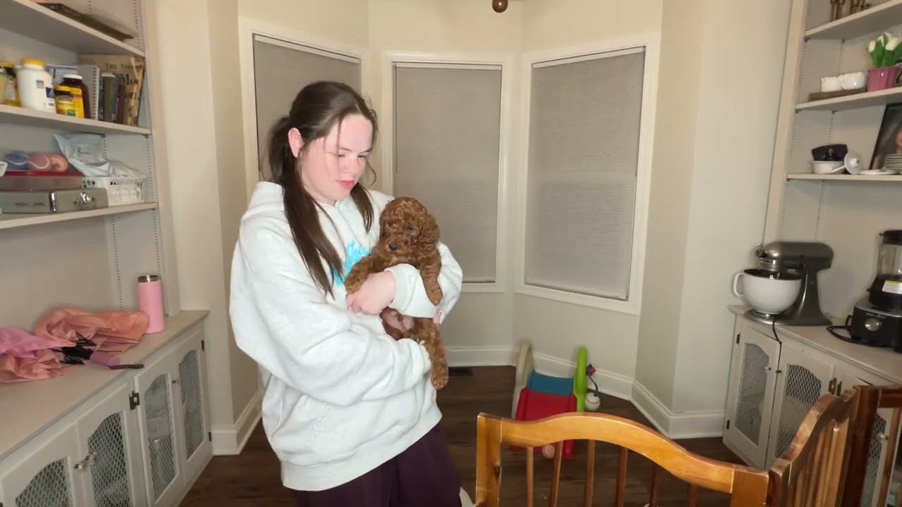 Dumbledore Male 6 weeks old BAB Temperment Evaluation ( Usually done at 8 weeks)