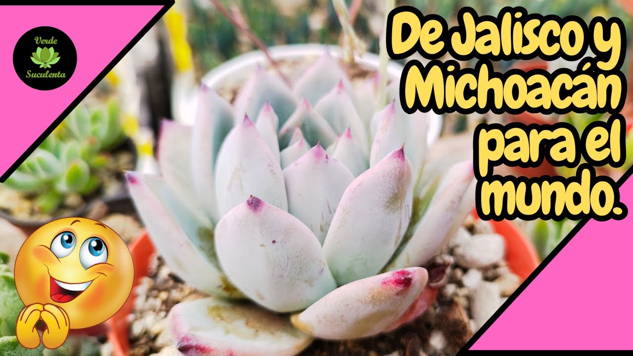 Tips de cuidados para tener una Echeveria colorata grande y gordita.