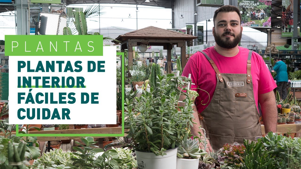 Plantas de interior resistentes y fáciles de cuidar | Plantas en VERDECORA