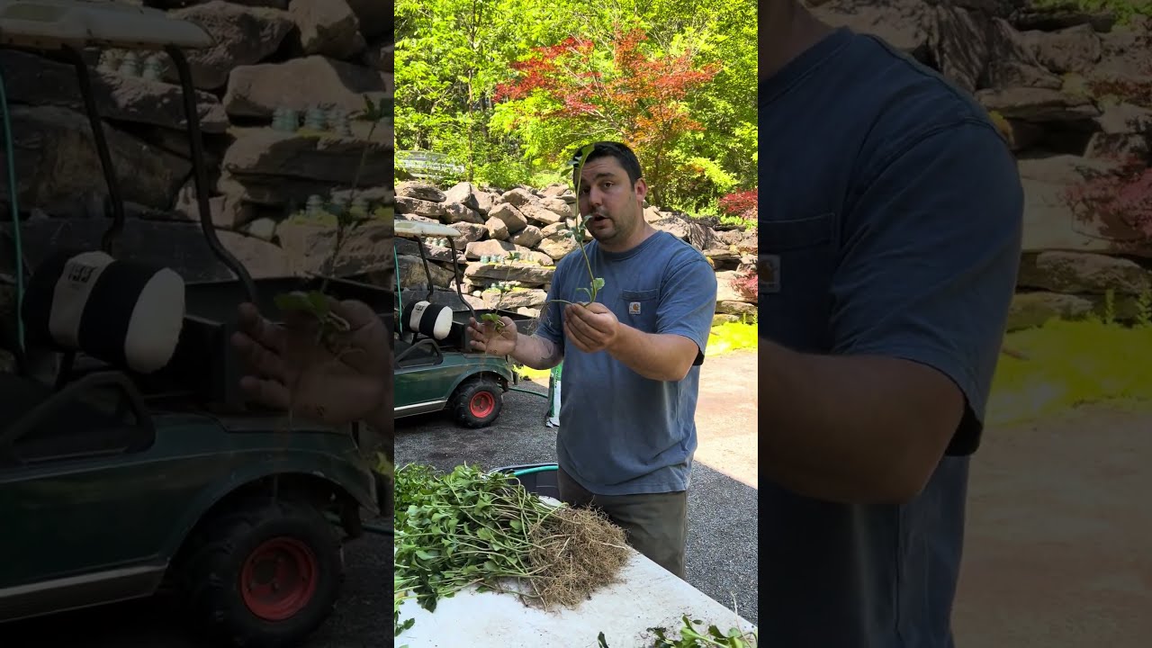 How Pachysandra Grows and Propagates