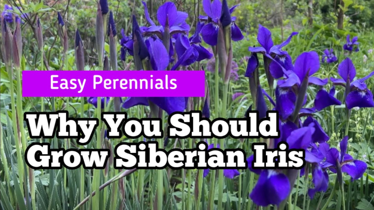 Why You Should Grow Siberian Iris | Easy-Care Perennial with Elegant Foliage and Stunning Blooms