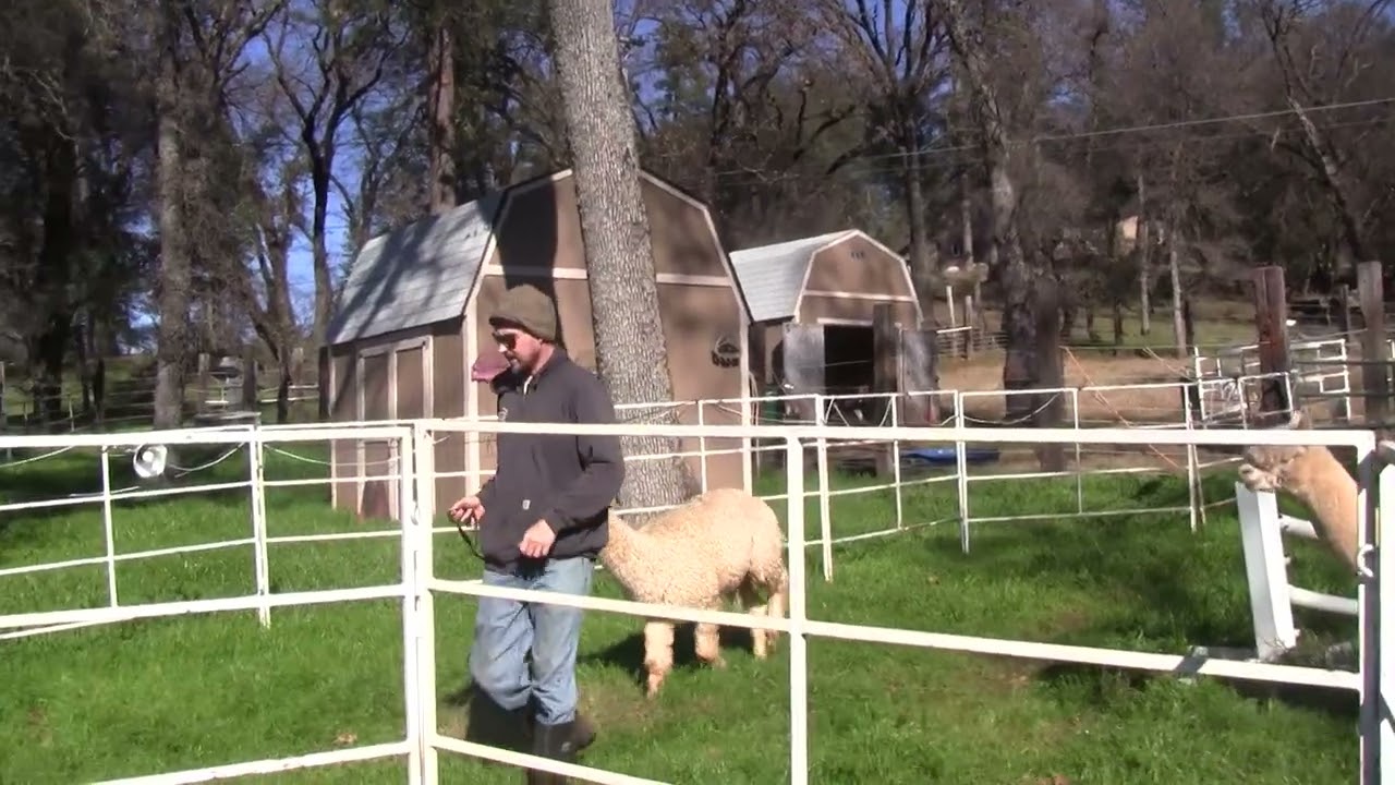 Beta now willing to kneel down with his front legs.