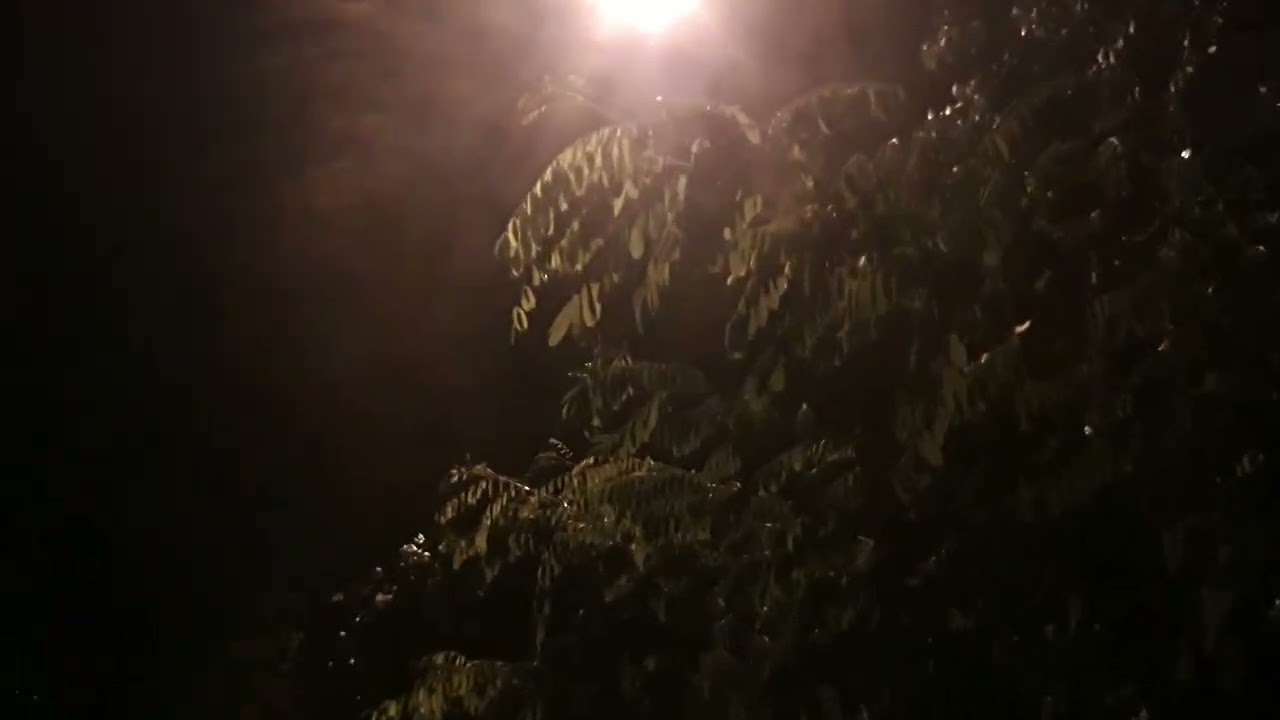 공원에서 한국어 연습 (coreanica lingua Phrases in parco)