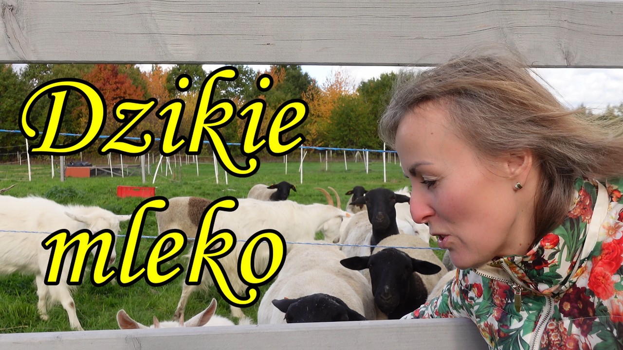 Jesienne nasadzenia | pokarm dla duszy i zapylaczy | Dzikie mleko