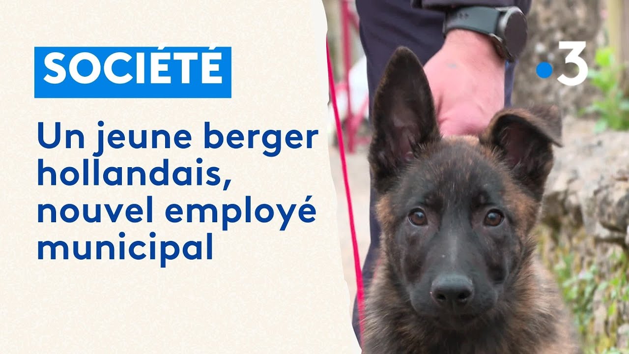 Chien, employé municipal