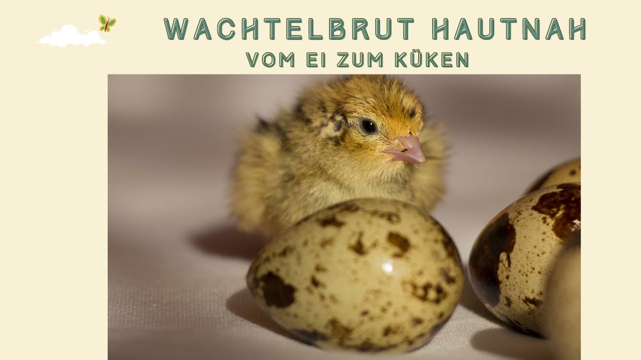 Wachtelbrut hautnah: vom Ei zum Küken