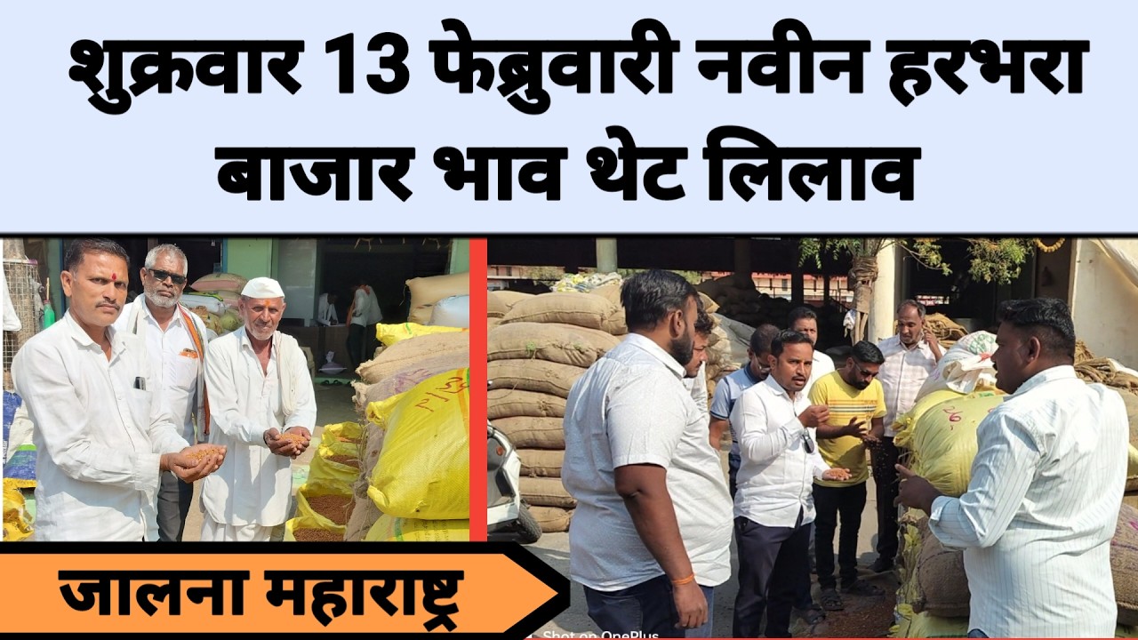 शुक्रवार 13 फेब्रुवारी नवीन हरभरा बाजार भाव थेट लिलाव जालना महाराष्ट्र || नवीन हरभरा काय विकतो