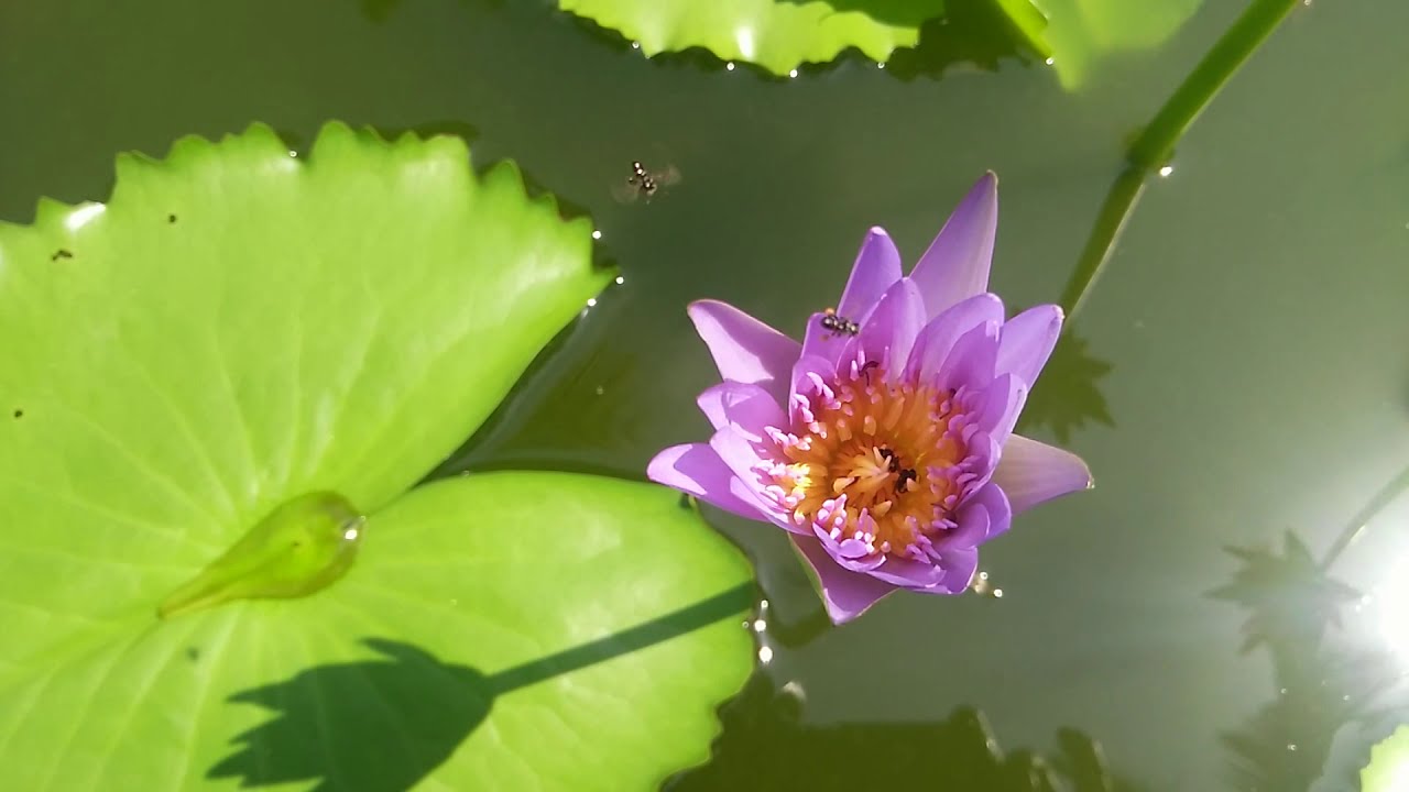 Water lilies in garden pond | Nymphaeaceae
