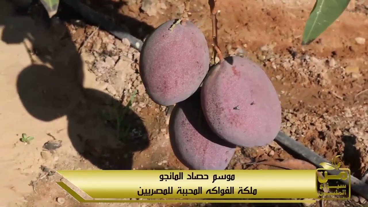 وليد أبو علي.. فنان تقليم في مزرعة مانجو أسطورة