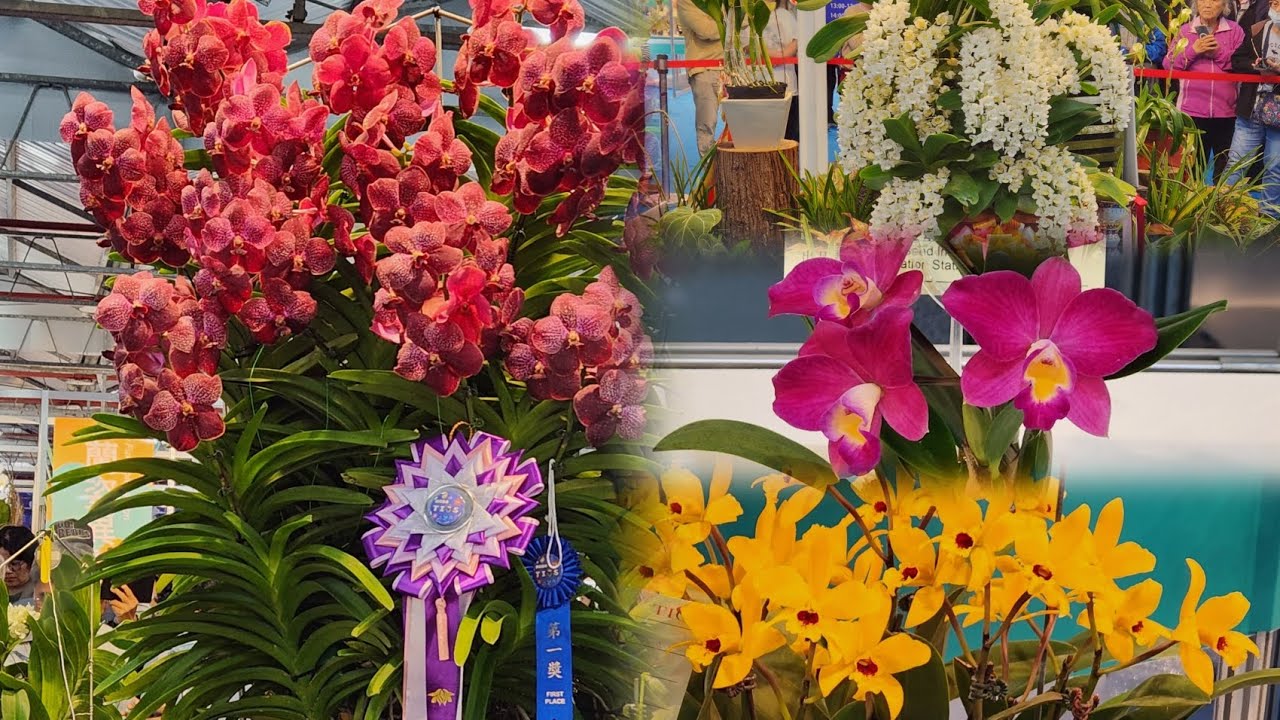 Best Taiwan Orchid 2026 || 2026 Taiwan International Orchid Show 
