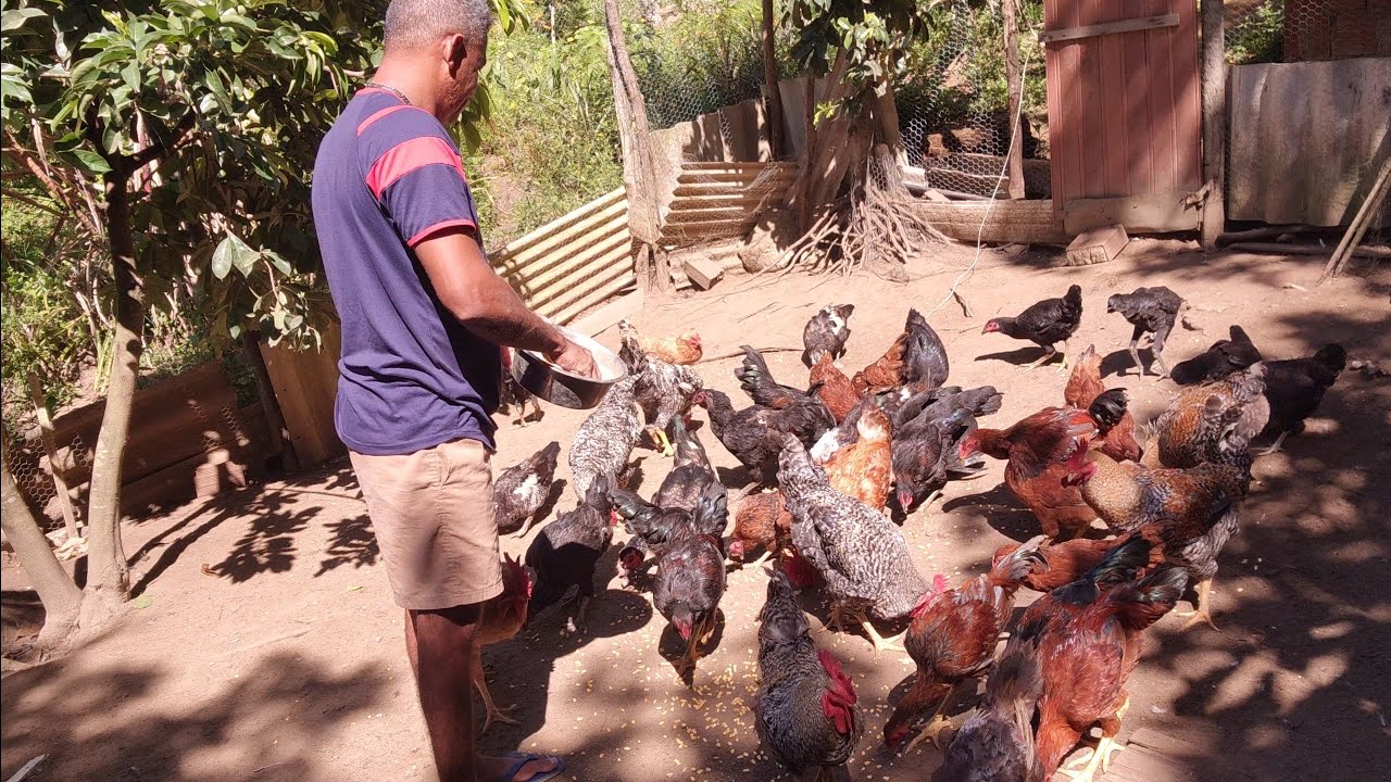 FAZENDO FRANGO CAIPIRA DE QUINTAL 