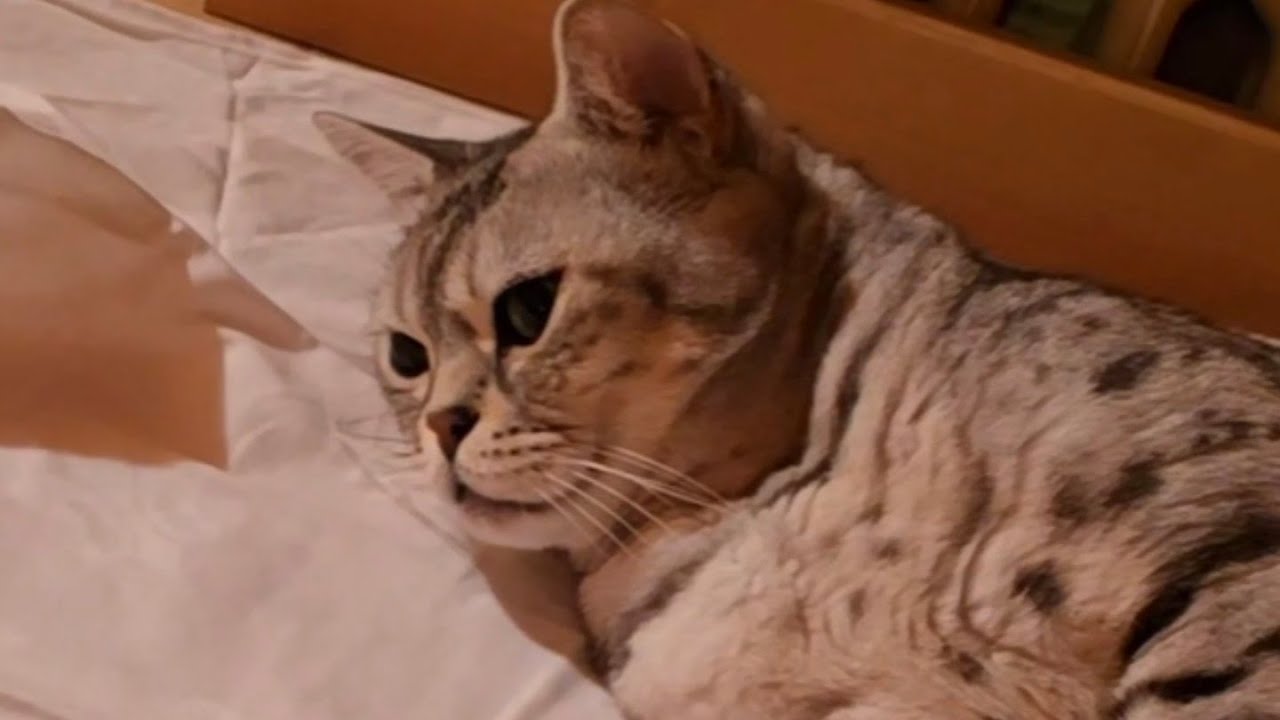 Aufguss für die Katze in der Sauna