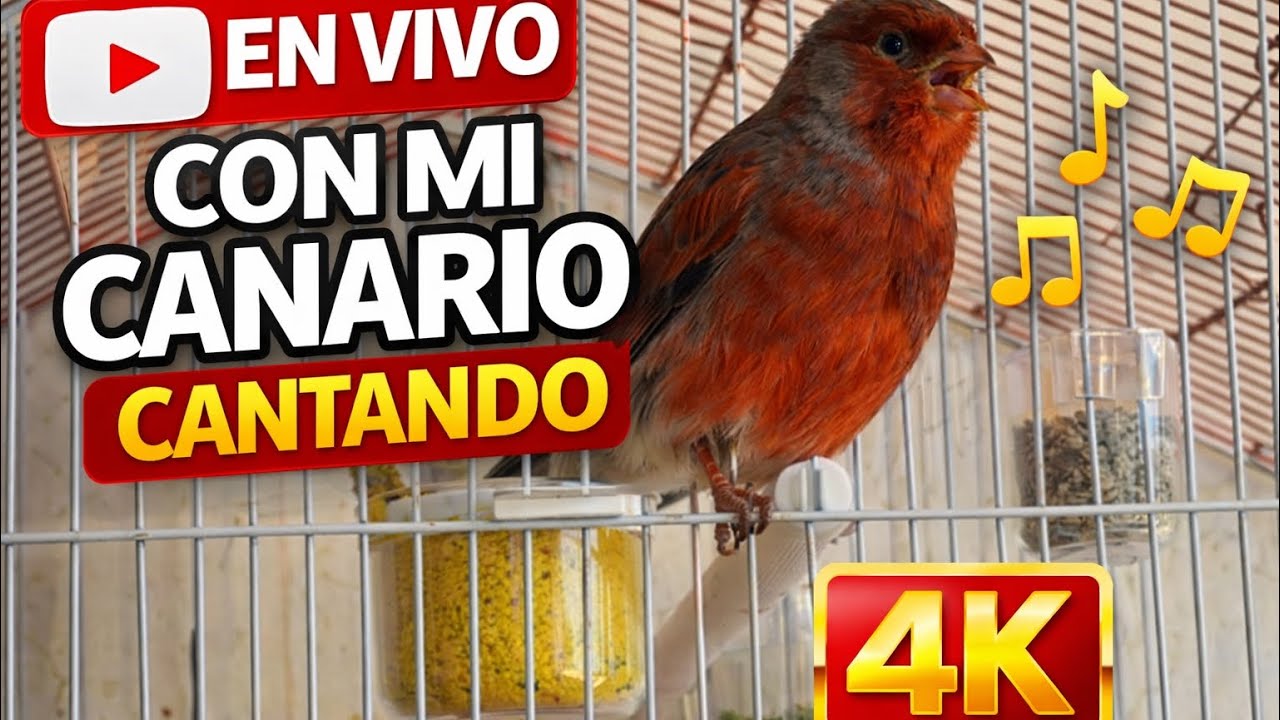 Canario Cantando Muy Fuerte🐦5 Horas de Canto Intenso | Sonidos Naturales para Relajarse #titocanario