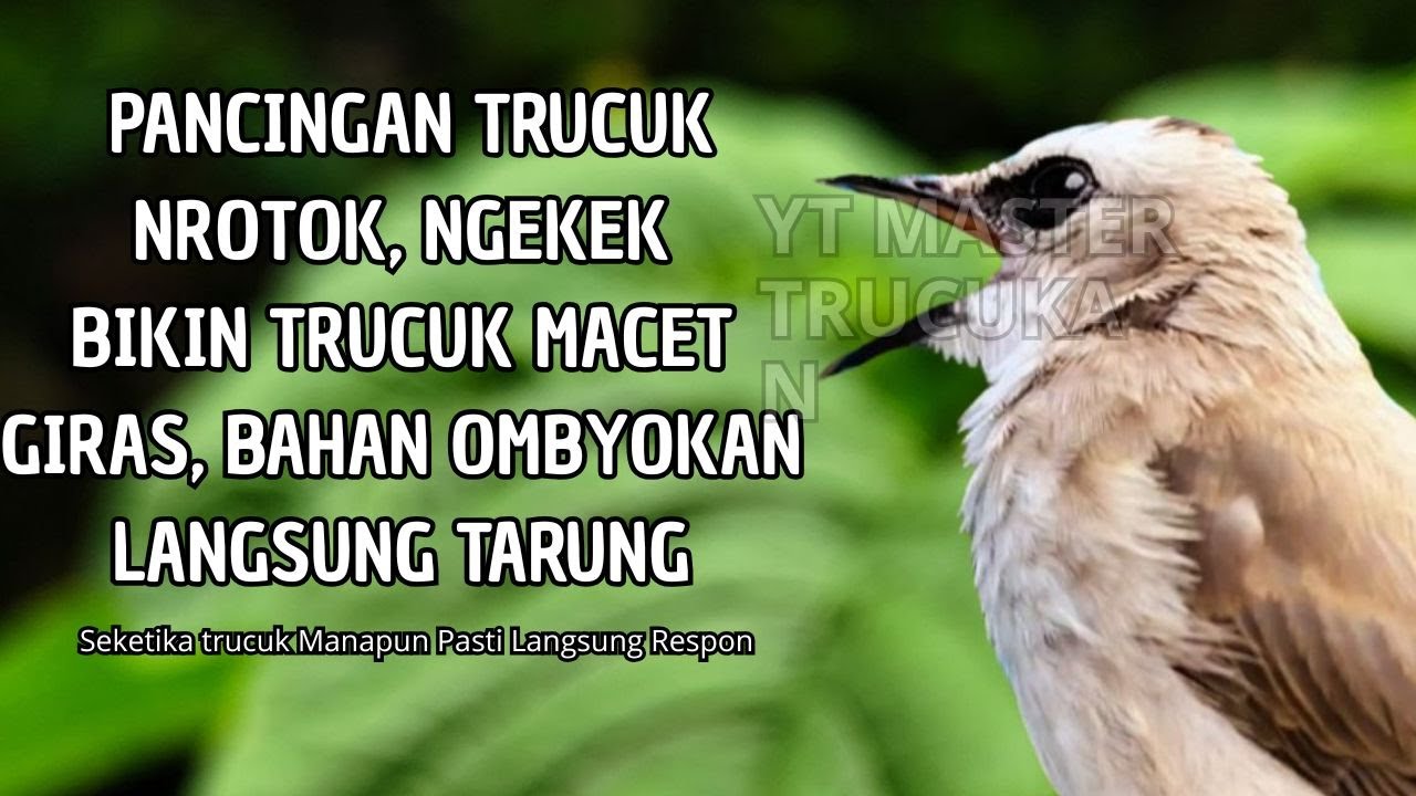 Trucukan GACOR ngalas ROPEL PANJANG suara alam AMPUH buat pancingan jadikan trucuk Gacor GARUDA