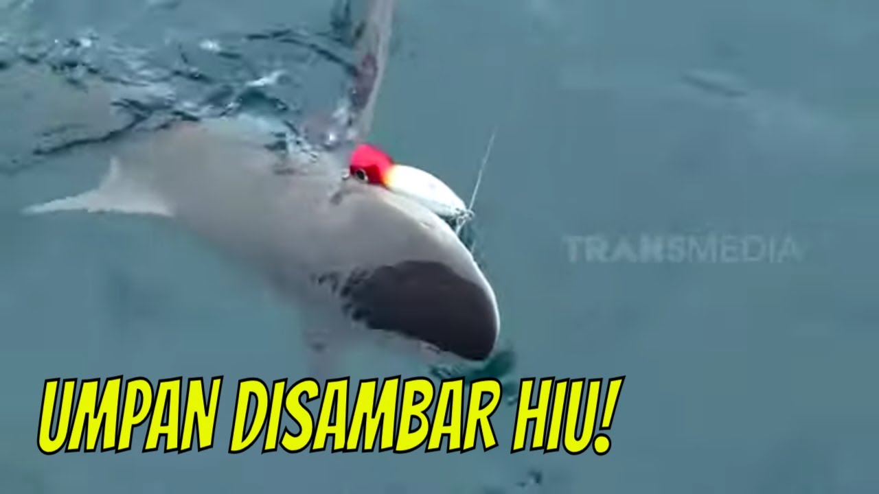 Wow! Umpan Disambar Hiu! | MANCING MANIA STRIKE BACK (08/07/23) Part 2