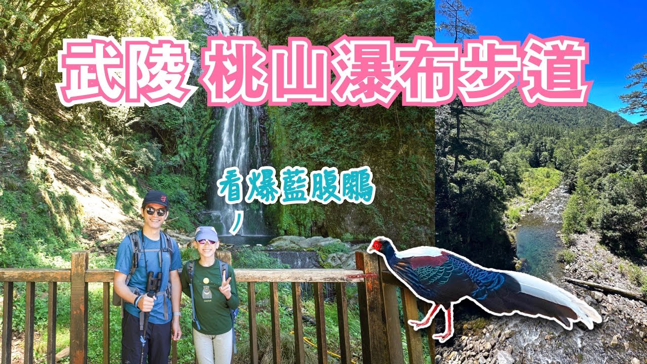 武陵農場~桃山瀑布步道｜全台6大瀑布之一！全程水泥路、輕鬆好走，巧遇2隻藍腹鷴！武陵吊橋看櫻花鉤吻鮭｜武陵國家森林遊樂區｜雪霸國家公園｜台中和平景點