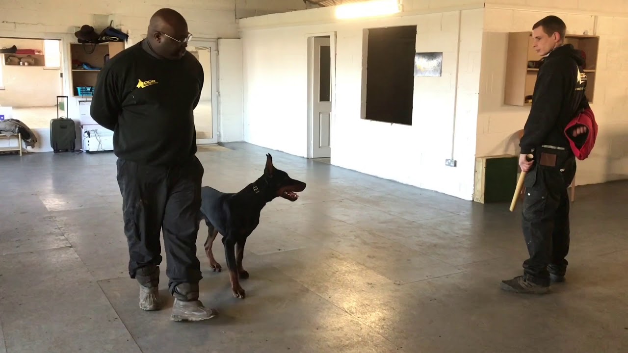 Cesar 8 Month Old Doberman Protection Training off Leash with Autonomous Bite