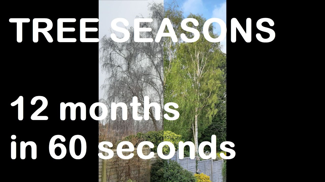 AMAZING - watch trees change through the seasons - 12 months in 60 seconds!