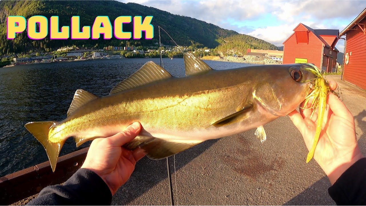 Grossi Pollack da riva