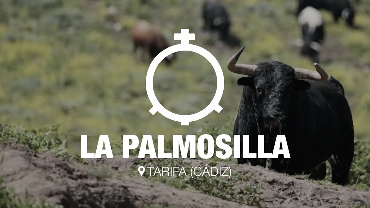 La Palmosilla, EL REPORTAJE, antes de debutar en la Copa Chenel
