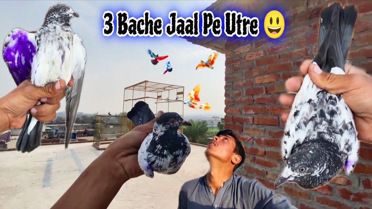 New Jall Par 3_Bache Utre 🔥 Ab Ho Gi Kabutar Bazi 😃