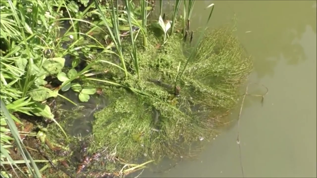 Pond fish spawning madness   June 2016