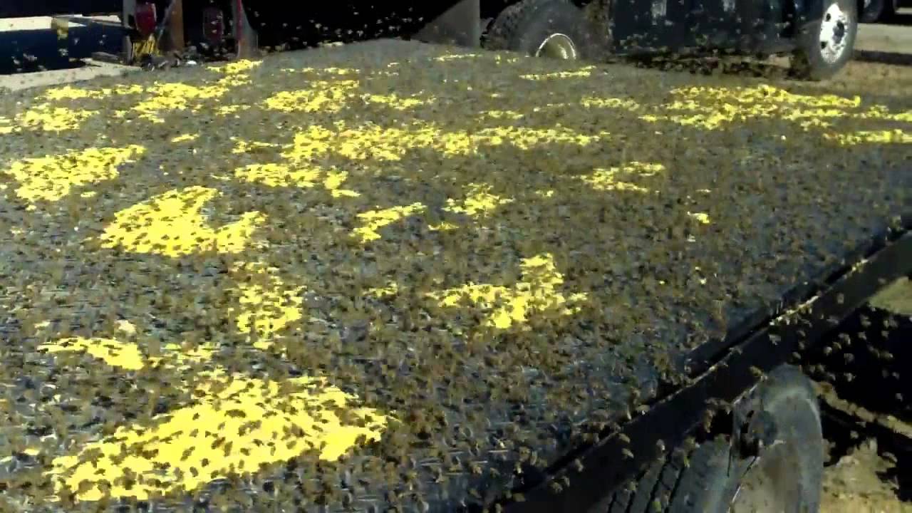 Feeding Pollen to 2 Million Bees