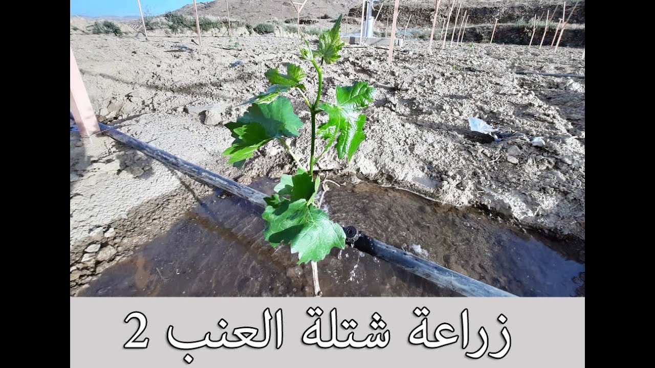 طريقة زراعة شتلة العنب 2 | How to plant a grapes tree 2