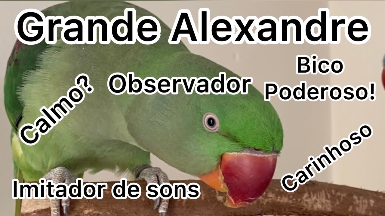 GRANDE ALEXANDRE, CURIOSIDADES E DICAS DE ALIMENTA&Ccedil;&Atilde;O - Grande Alexandre