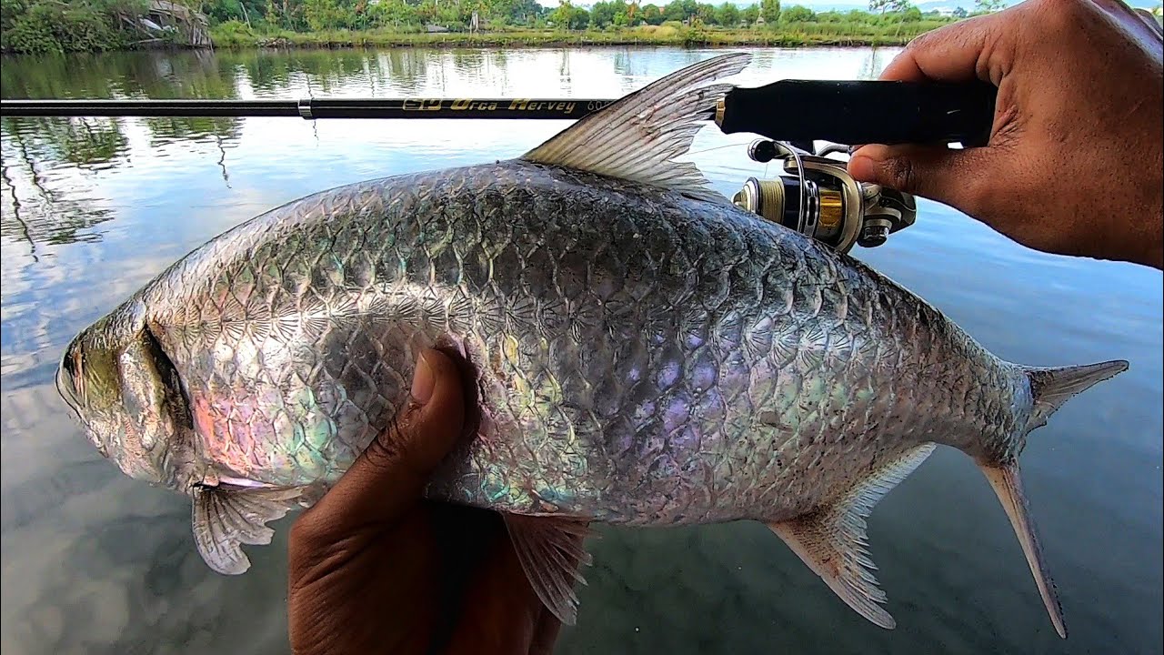Rod Orca Telescopic Hervey UL 1-5 Lb || Unboxing, Casting Fishing and Cooking